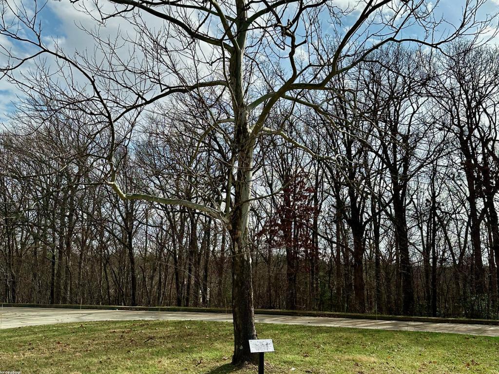 សារៈសំខាន់នៃការយល់ដឹងអំពីសំគាល់ស្លត